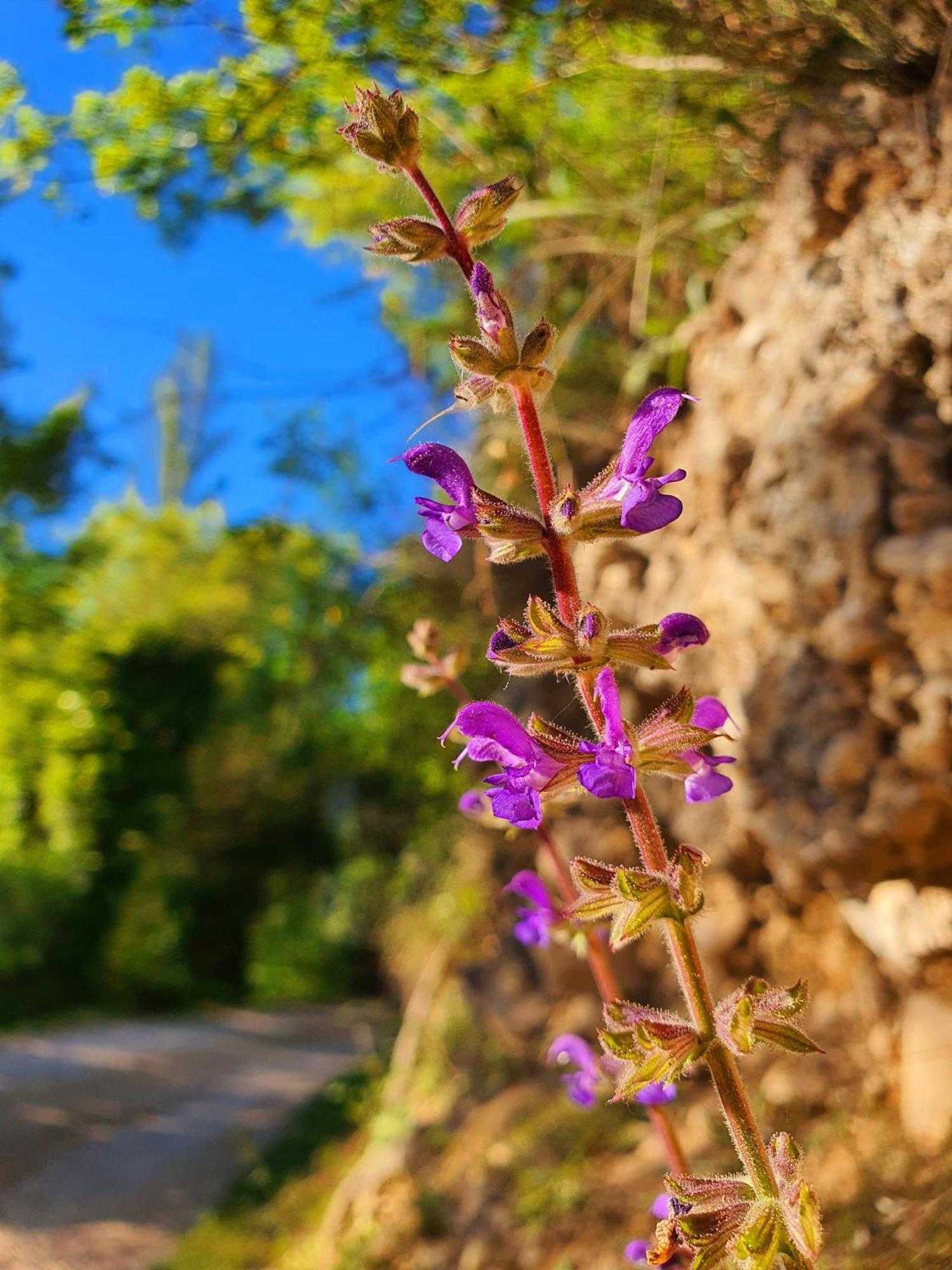 Violeta Hvar Apartment Хвар Екстериор снимка